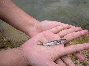The Depik fish was one of the fish kinds that only was in the Lut Tawar Lake